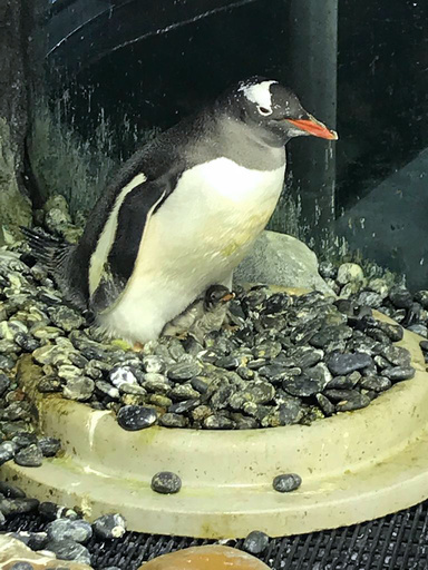 ペンギンの同性カップル、卵をかえし子育て中 シドニーの水族館