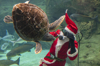 ウミガメと戯れる「サンタダイバー」 ギリシャの水族館