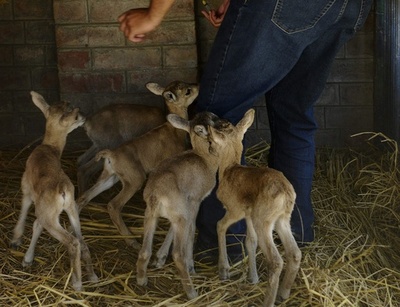 希少ヒツジの赤ちゃん6匹さらわれる、犯人は何と警官