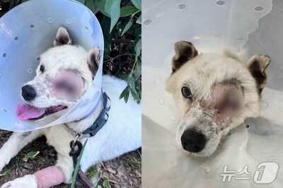 「BB弾」浴びた犬、眼球摘出…韓国・深刻なトラウマ、飼い主にも噛みつくまでに