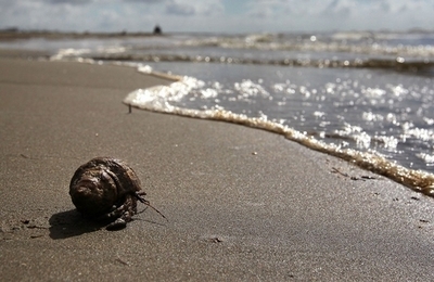 ツイッターで「なりすまし」BPアカウントが大人気、米国