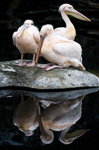 水辺にたたずむペリカンたち、独動物園