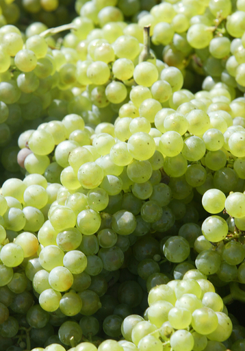 「仕事ばかりで世話してくれない」、妻を毒殺未遂の男を起訴 仏