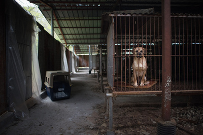 韓国、犬肉処理・販売を禁じる法案可決 食用目的の繁殖も禁止