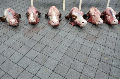 牛の頭並べて乳製品の価格下落に抗議、ハンガリー