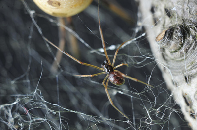 ゴケグモの雄、交尾後の共食い避ける「恐ろしい」保身術明らかに