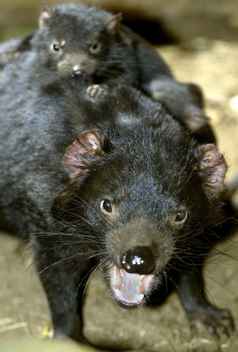 タスマニアデビル、「デビルがん」で絶滅の危機 - オーストラリア