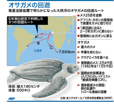 オサガメの大西洋回遊ルート、衛星使った研究で明らかに
