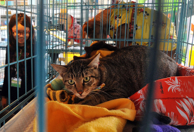 ぼくたちの里親になって！野良犬の飼い主探しイベント開催