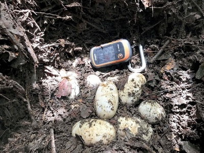 絶滅が危惧されるシャムワニ、カンボジアで卵19個が見つかる 