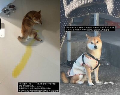 なつかないペット犬を故郷に押し付けた韓国女性…炎上した捨てゼリフ「田舎で寒さに震えながら暮らせ」