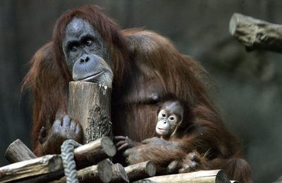 独ライプチヒの動物園、オランウータンの赤ちゃんを一般公開