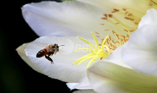 夏の一夜だけ咲くサボテンの花 オーストラリア 写真5枚 ファッション ニュースならmode Press Powered By Afpbb News