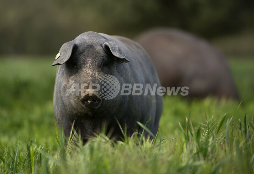 極上 イベリコ豚 ハム 格付け方法で対立 スペイン 写真11枚 国際ニュース Afpbb News