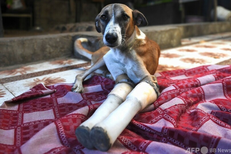 両前脚を列車事故で失ったインドの野良犬 英国で新生活へ 写真9枚 国際ニュース Afpbb News