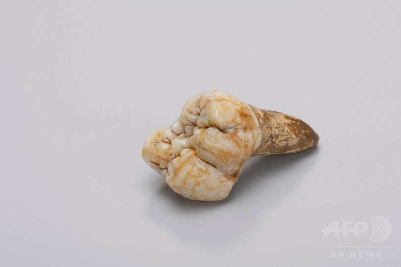 大型類人猿の絶滅、原因は「変化への不適応」か 研究