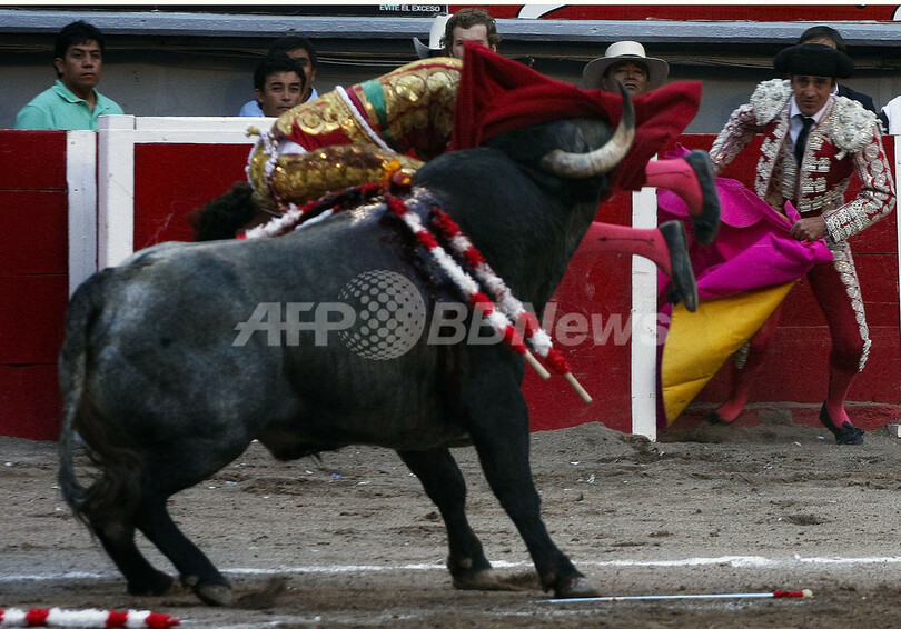 スペインの花形闘牛士 牛に突かれ重体 メキシコ 写真7枚 国際ニュース Afpbb News