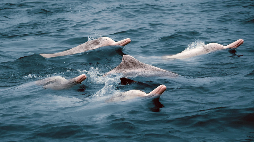 三娘湾のピンクイルカの個体数 ２８０頭超に 広西欽州 写真8枚 国際ニュース Afpbb News