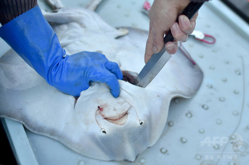 フランス人シェフらが熱視線、日本の伝統技術「魚の生け締め」