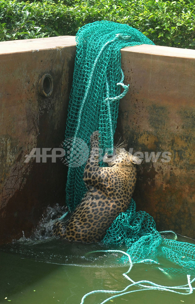 貯水槽にヒョウがドボン！救出劇の一部始終