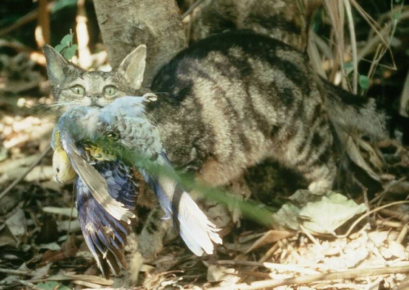 オーストラリアの猫、毎日100万羽以上の鳥を殺す 研究 写真2枚 国際 