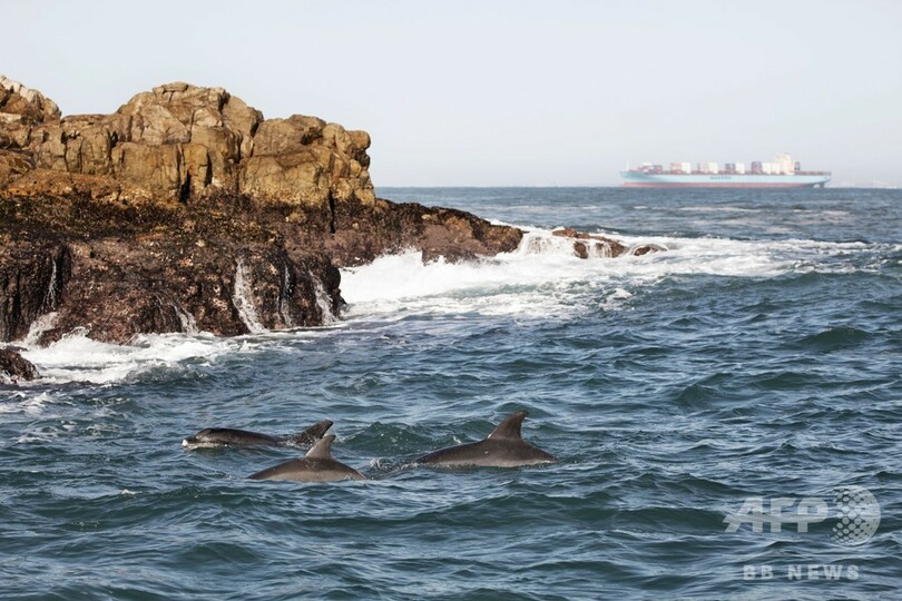 希少ペンギン繁殖地そばに海上給油基地、「わかしお」事故で懸念高まる 南ア
