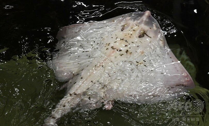 アルビノのエイ、漁師の網にかかる 今は仏水族館で飼育