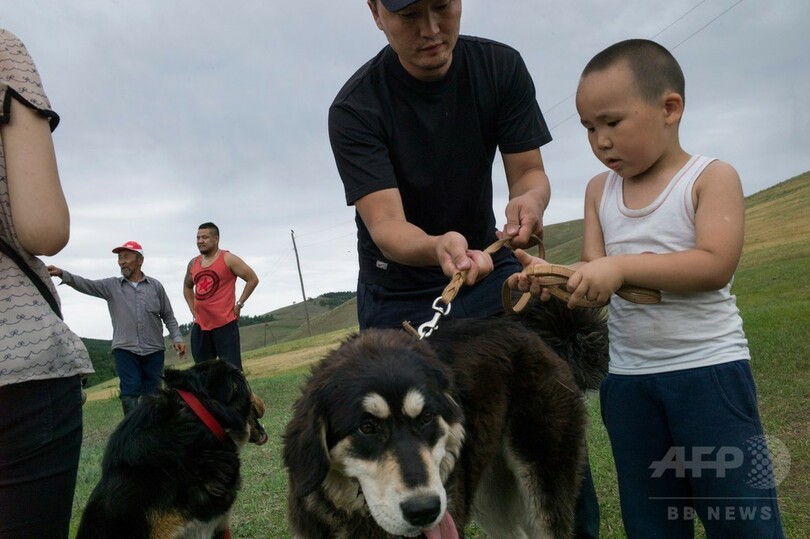 モンゴルの最良の友 牧畜犬モンゴリアン バンホールを救え 写真6枚 国際ニュース Afpbb News