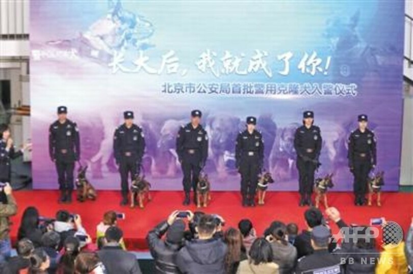 クローン犬6頭が北京公安局に入隊 正式に首都警察のメンバーに 写真3枚 国際ニュース Afpbb News