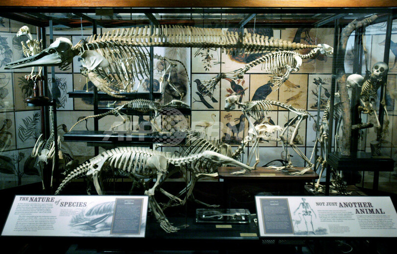 ダーウィンから｢社会ダーウィン主義｣へ、進化論わい曲の歴史