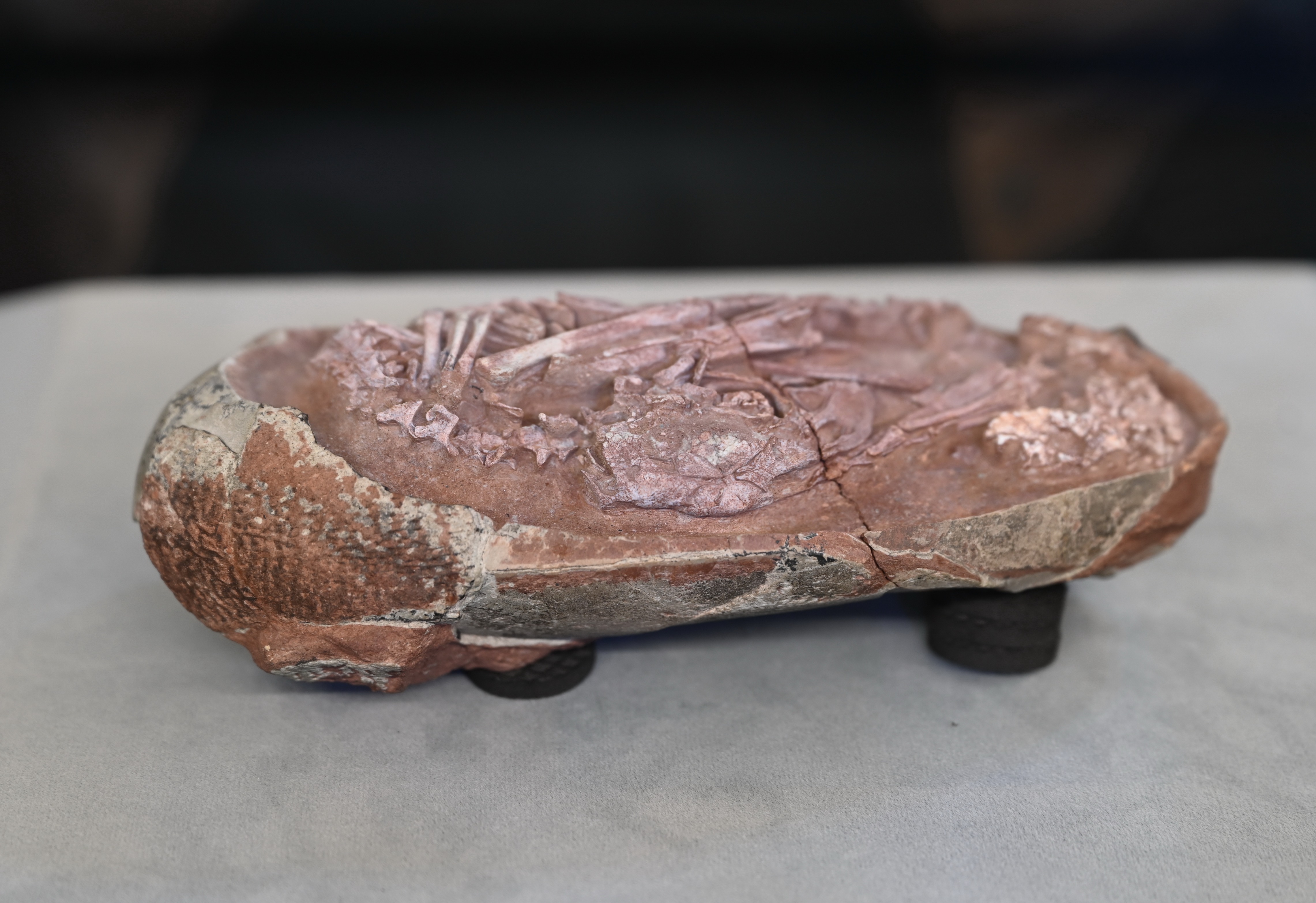 恐竜の卵の化石からふ化前の「赤ちゃん」発見 写真9枚 国際 恐竜の卵の化石からふ化前の「赤ちゃん」発見 写真9枚 国際
