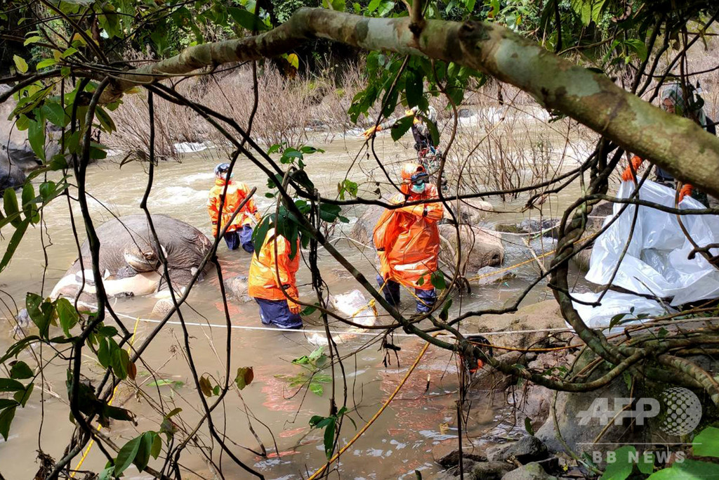 ゾウ11頭が滝で転落死、再発防止の対策強化 タイ国立公園