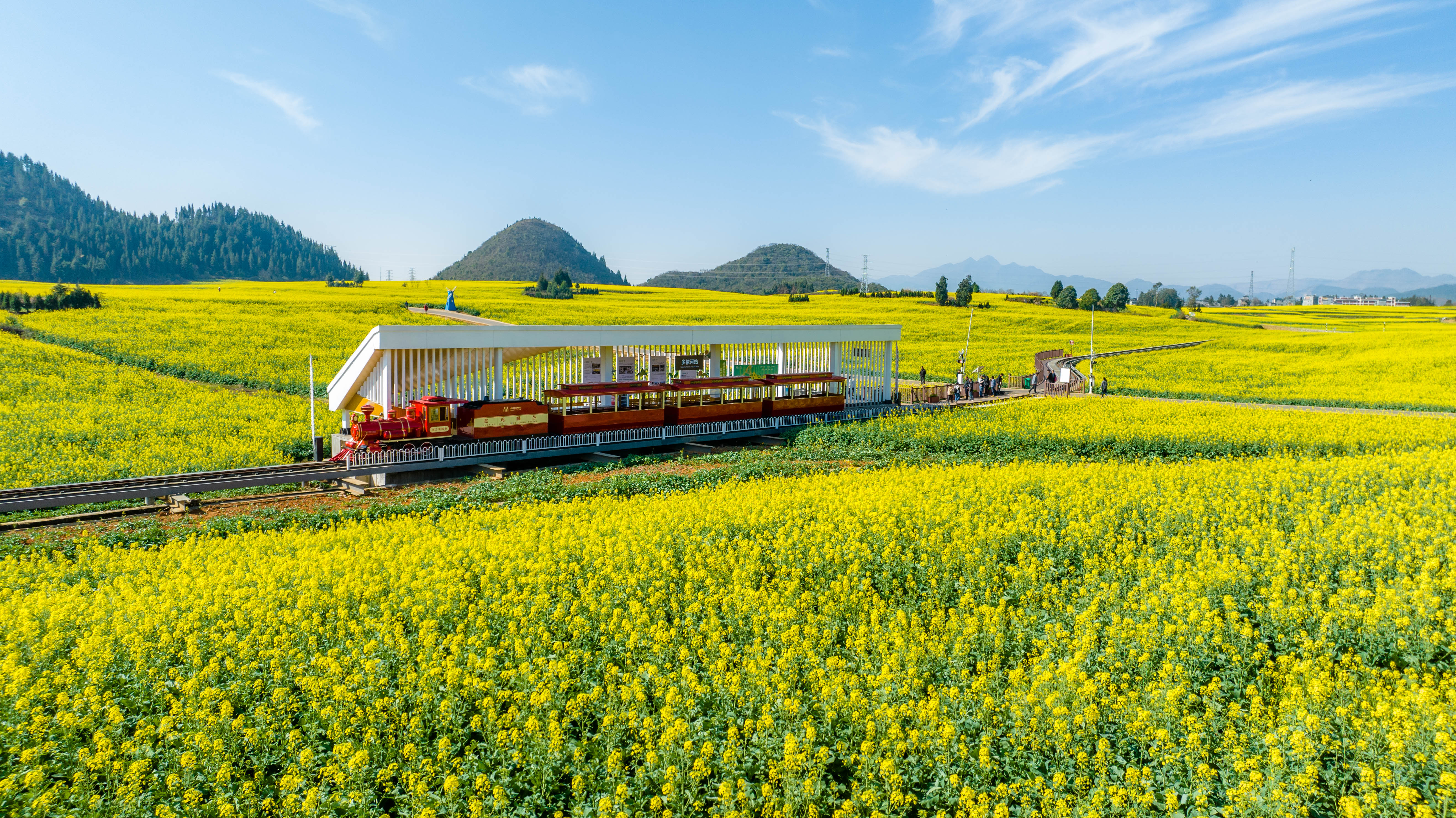 一面の菜の花畑が見頃 中国雲南省 写真10枚 国際ニュース：AFPBB News