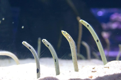 人間を思い出して すみだ水族館 チンアナゴ顔見せ祭り 開催 写真4枚 国際ニュース Afpbb News