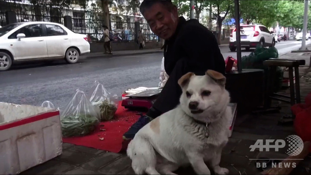 洛陽の「忠犬ハチ公」、身障者の主人と店を守る子犬 中国 写真6枚 国際