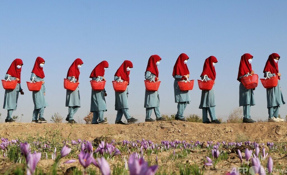 世界一高価なスパイス「サフラン」 アフガンで収穫の季節 写真14枚 国際ニュース：AFPBB News