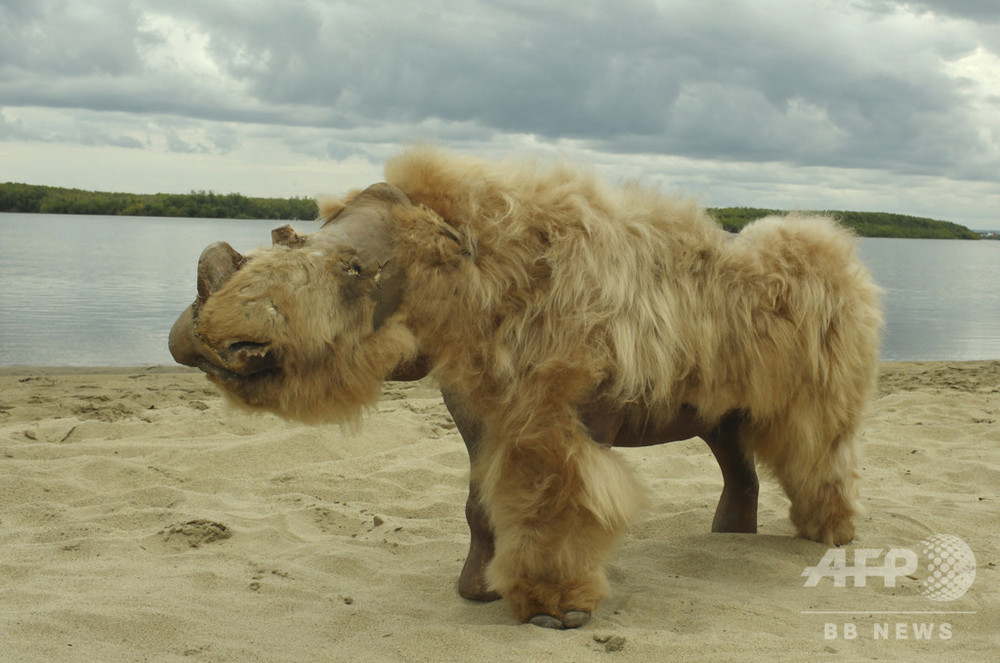 ケブカサイ の絶滅 人間ではなく気候変動が原因か 研究 写真2枚 国際ニュース Afpbb News