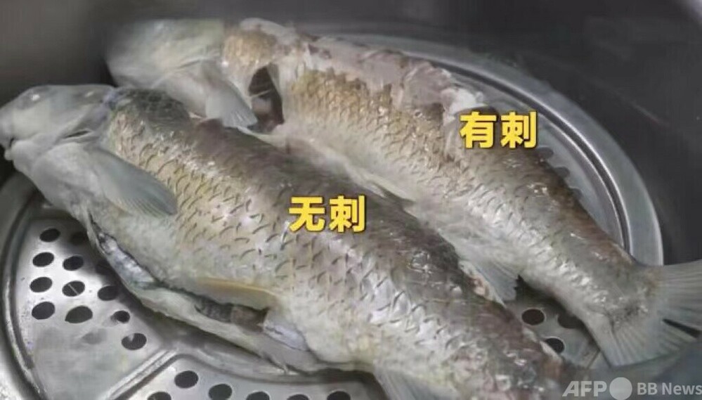 中国人が大好きな草魚を「小骨なし」に品種改良 写真1枚 国際ニュース:AFPBB News