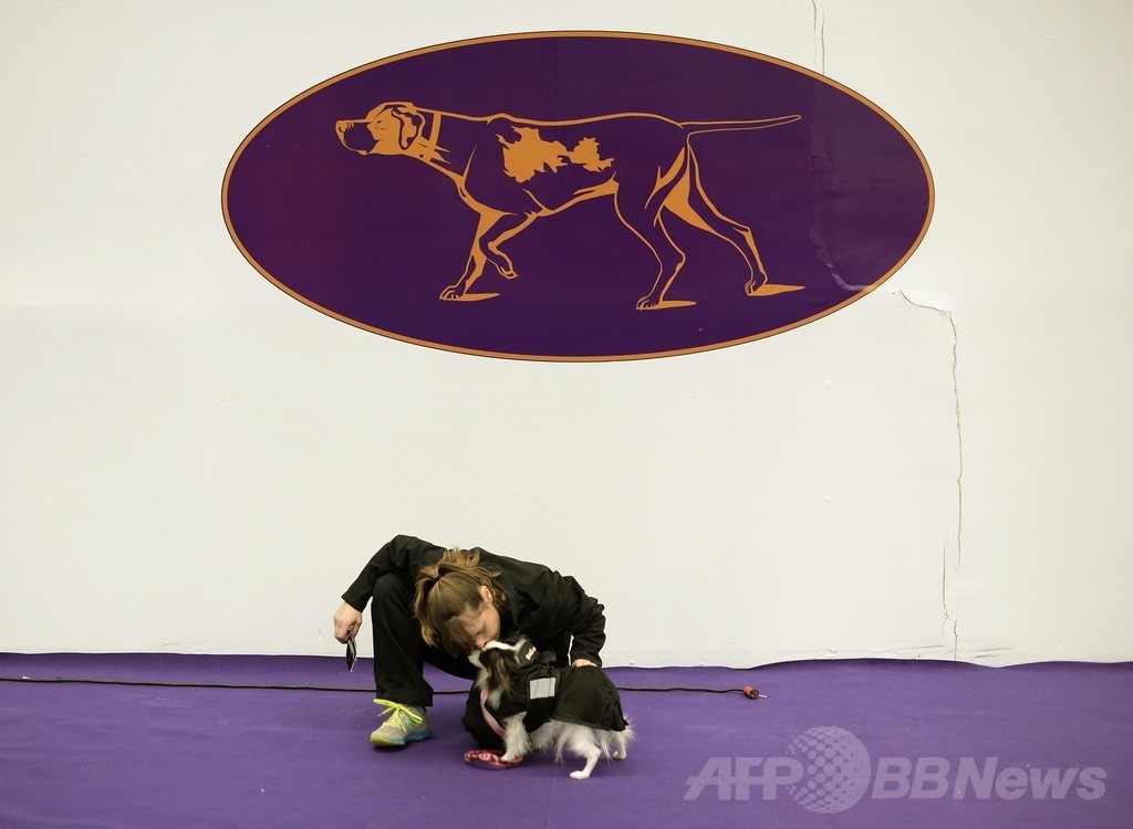 犬の機敏さ競う「アジリティ」選手権、NYで開催