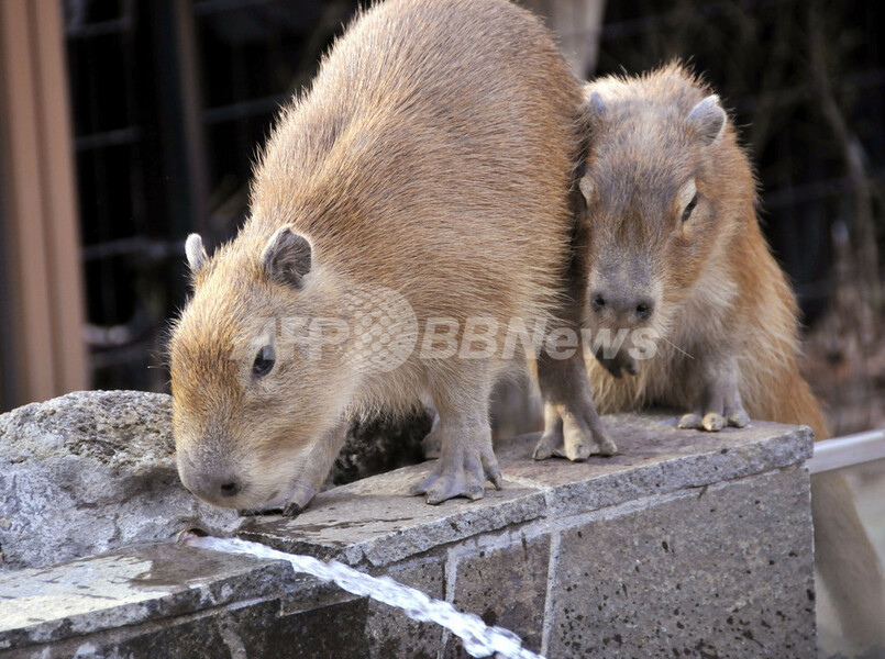 露天風呂でホットするカピバラの親子、埼玉県こども動物自然公園