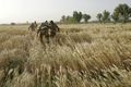 イラク・バグダッド（Baghdad）東部郊外のAl-Rudwaniyahで行われた米軍・イラク軍合同作戦で、ブラックホーク（Blackhawk）ヘリコプターから降り、麦畑を進む米兵とイラク兵ら（2008年5月2日撮影）。(c)AFP/MAURICIO LIMA