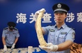 中国税関が密輸事件で押収した象牙（2019年9月11日撮影）。(c)CNS/兪波