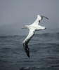 仏領クロゼ諸島沖を飛ぶアホウドリ（2017年7月1日撮影、資料写真）。(c)MARCEL MOCHET / AFP