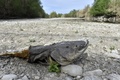 フランス・リブザルトで、干上がったアグリ川の底に残されたナマズの死骸（2023年4月27日撮影）。(c)RAYMOND ROIG / AFP