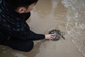 タイのサッタヒープにあるタイ海軍のウミガメ保護センターで、ウミガメを海に放つ男性（2017年7月26日撮影）。(c)AFP/LILLIAN SUWANRUMPHA