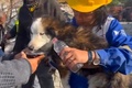 トルコ南部アンタキヤで、地震で倒壊した建物から23日ぶりに救出された犬。デミルオレン通信（DHA）提供（2023年3月1日撮影・公開）。(c)AFP PHOTO / DHA (DEMIROREN NEWS AGENCY) 