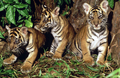 インドネシアで撮影されたスマトラトラの赤ちゃん（撮影日不明、2008年2月13日提供）。(c)AFP/WWF-CANON/ALAIN COMPOST
