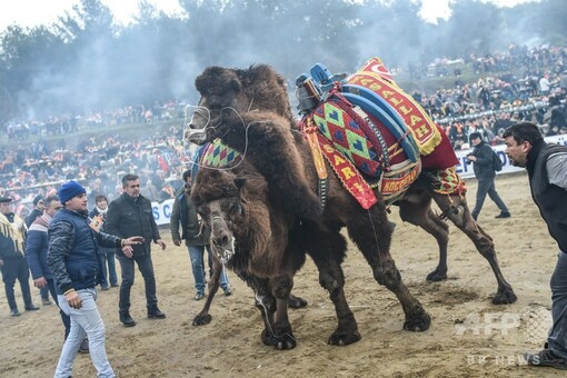 トルコでラクダ相撲、迫力満点のぶつかり合い 写真19枚 国際ニュース