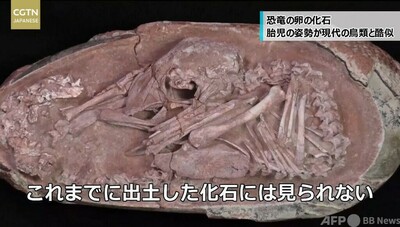 中国で発掘の恐竜の卵の化石 ふ化直前の赤ちゃんが現代の鳥類と酷似