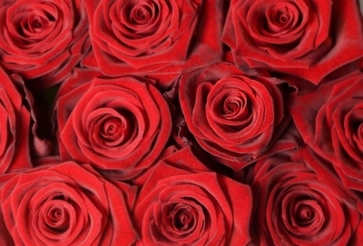 「ガンズ・フォー・ローゼズ」、バラとの交換サービスで銃191丁を回収